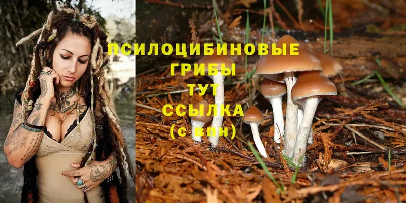 Галлюциногенные грибы Psilocybe  гидра маркетплейс  Аргун  наркотики 